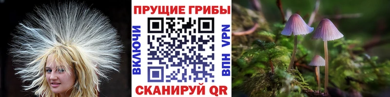 Купить закладки  Холмск  Галлюциногенные грибы мицелий 